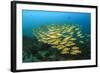 Big School of Yellow Snappers-Bernard Radvaner-Framed Photographic Print