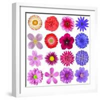 Big Selection Of Colorful Flowers Isolated On White Background-tr3gi-Framed Art Print