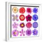 Big Selection Of Colorful Flowers Isolated On White Background-tr3gi-Framed Art Print