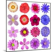 Big Selection Of Colorful Flowers Isolated On White Background-tr3gi-Mounted Art Print