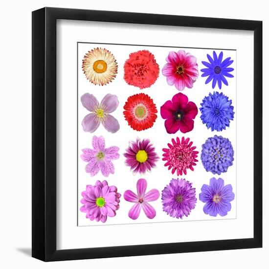 Big Selection Of Colorful Flowers Isolated On White Background-tr3gi-Framed Art Print