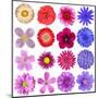 Big Selection Of Colorful Flowers Isolated On White Background-tr3gi-Mounted Art Print