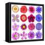Big Selection Of Colorful Flowers Isolated On White Background-tr3gi-Framed Stretched Canvas