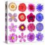 Big Selection Of Colorful Flowers Isolated On White Background-tr3gi-Stretched Canvas