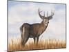 Big Sky Whitetail II-Michael Willett-Mounted Art Print