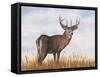 Big Sky Whitetail II-Michael Willett-Framed Stretched Canvas