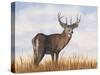 Big Sky Whitetail II-Michael Willett-Stretched Canvas