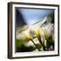 Big Sur Callas-Ursula Abresch-Framed Photographic Print