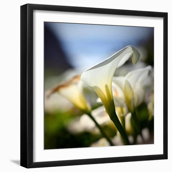 Big Sur Callas-Ursula Abresch-Framed Photographic Print