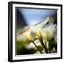 Big Sur Callas-Ursula Abresch-Framed Photographic Print