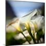 Big Sur Callas-Ursula Abresch-Mounted Photographic Print