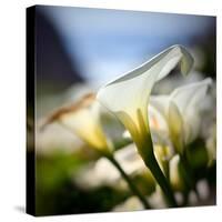 Big Sur Callas-Ursula Abresch-Stretched Canvas