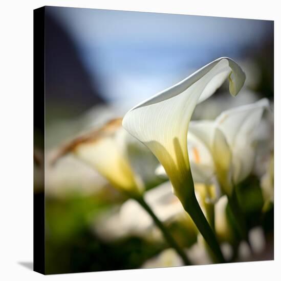 Big Sur Callas-Ursula Abresch-Stretched Canvas