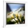 Big Sur Callas-Ursula Abresch-Framed Photographic Print