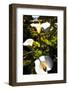 Big Sur Coast Lilies-George Oze-Framed Photographic Print