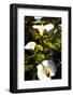 Big Sur Coast Lilies-George Oze-Framed Photographic Print