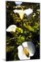 Big Sur Coast Lilies-George Oze-Mounted Photographic Print