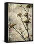 Big Sur Yarrow I-Honey Malek-Framed Stretched Canvas