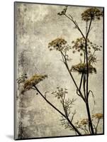 Big Sur Yarrow I-Honey Malek-Mounted Art Print