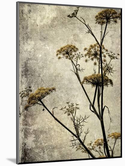 Big Sur Yarrow I-Honey Malek-Mounted Art Print