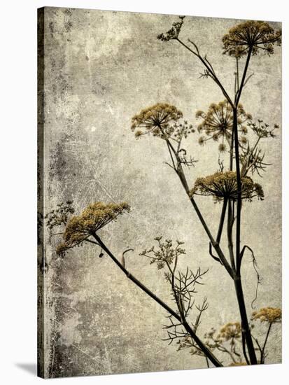 Big Sur Yarrow I-Honey Malek-Stretched Canvas