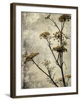 Big Sur Yarrow I-Honey Malek-Framed Art Print