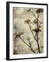 Big Sur Yarrow I-Honey Malek-Framed Art Print