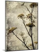 Big Sur Yarrow I-Honey Malek-Mounted Art Print