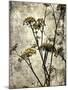 Big Sur Yarrow II-Honey Malek-Mounted Art Print