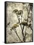 Big Sur Yarrow II-Honey Malek-Framed Stretched Canvas