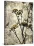 Big Sur Yarrow II-Honey Malek-Stretched Canvas