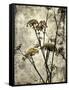 Big Sur Yarrow II-Honey Malek-Framed Stretched Canvas