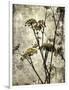 Big Sur Yarrow II-Honey Malek-Framed Art Print