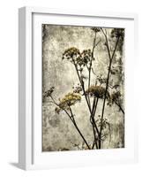 Big Sur Yarrow II-Honey Malek-Framed Art Print