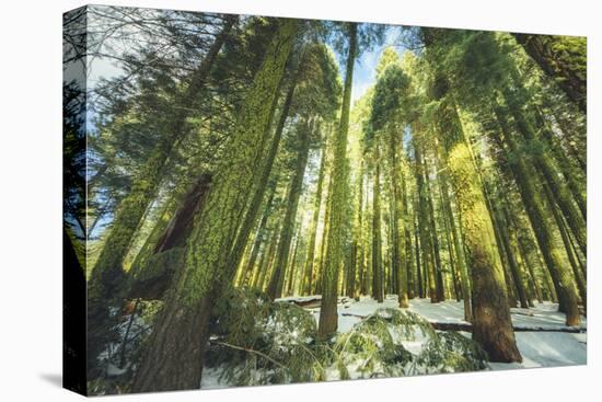 Big Trees at Crane Flats Yosemite-Vincent James-Stretched Canvas