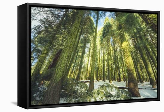 Big Trees at Crane Flats Yosemite-Vincent James-Framed Stretched Canvas