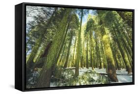 Big Trees at Crane Flats Yosemite-Vincent James-Framed Stretched Canvas