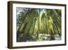 Big Trees at Crane Flats Yosemite-Vincent James-Framed Photographic Print