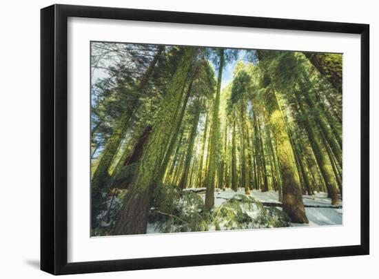 Big Trees at Crane Flats Yosemite-Vincent James-Framed Photographic Print