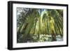 Big Trees at Crane Flats Yosemite-Vincent James-Framed Photographic Print