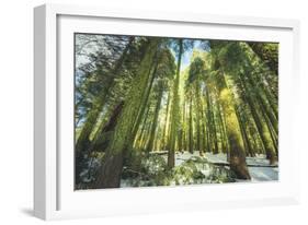 Big Trees at Crane Flats Yosemite-Vincent James-Framed Photographic Print