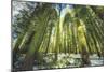 Big Trees at Crane Flats Yosemite-Vincent James-Mounted Photographic Print