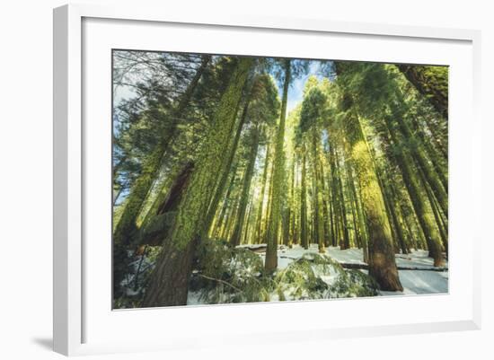 Big Trees at Crane Flats Yosemite-Vincent James-Framed Photographic Print