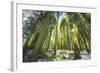 Big Trees at Crane Flats Yosemite-Vincent James-Framed Photographic Print