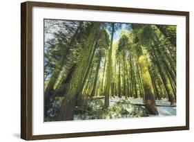 Big Trees at Crane Flats Yosemite-Vincent James-Framed Photographic Print