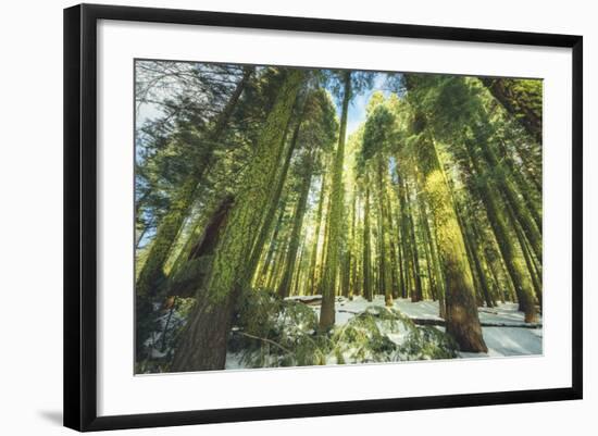 Big Trees at Crane Flats Yosemite-Vincent James-Framed Photographic Print