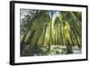 Big Trees at Crane Flats Yosemite-Vincent James-Framed Photographic Print