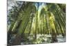 Big Trees at Crane Flats Yosemite-Vincent James-Mounted Photographic Print