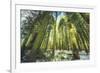 Big Trees at Crane Flats Yosemite-Vincent James-Framed Photographic Print