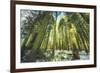 Big Trees at Crane Flats Yosemite-Vincent James-Framed Photographic Print